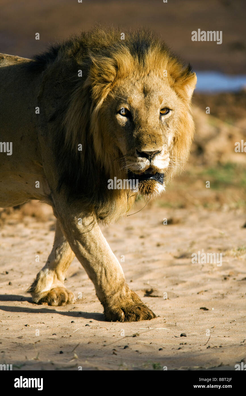Male lion walking - Samburu National Reserve, Kenya Stock Photo - Alamy