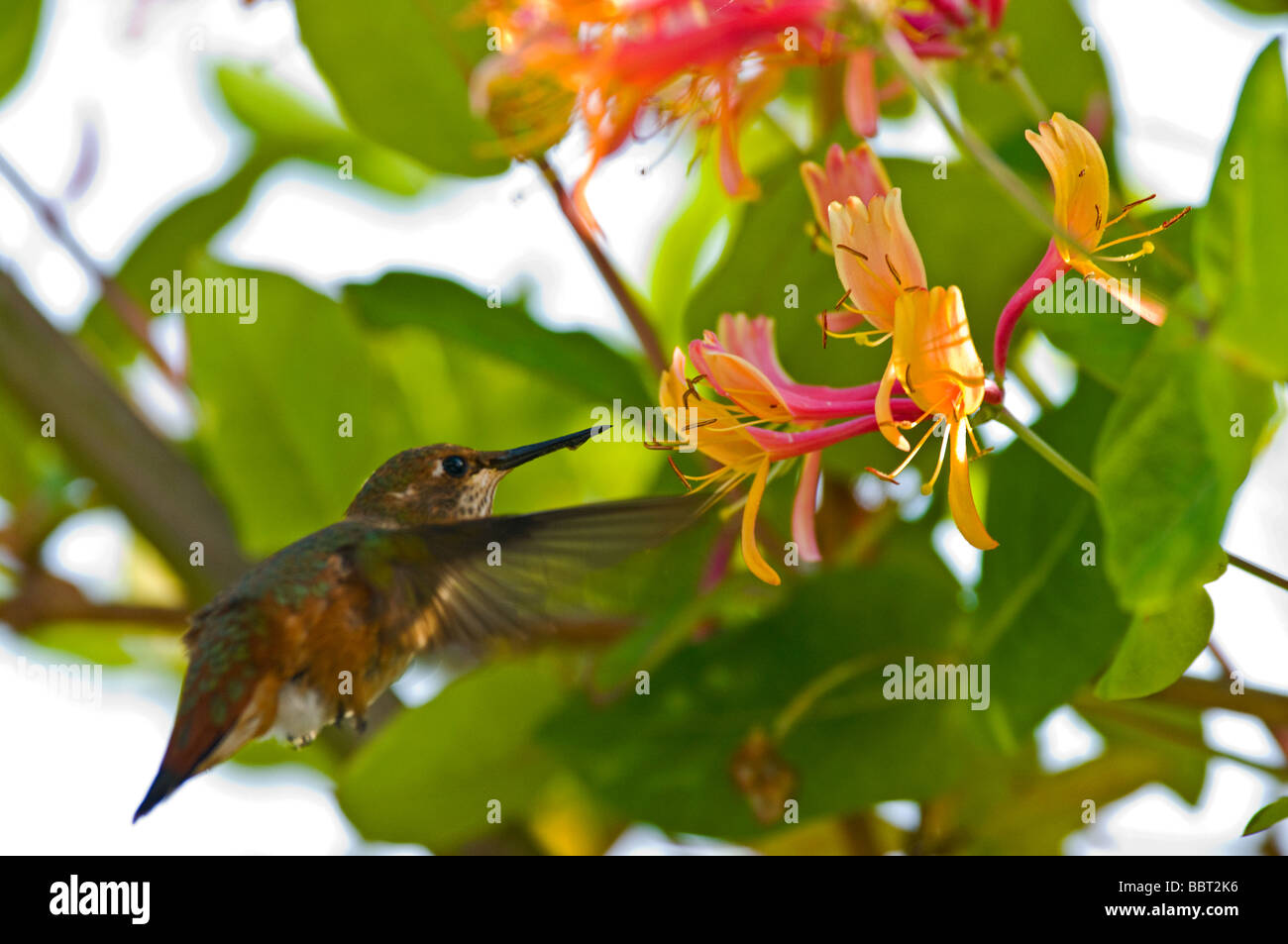 Hummingbird honeysuckle hires stock photography and images Alamy