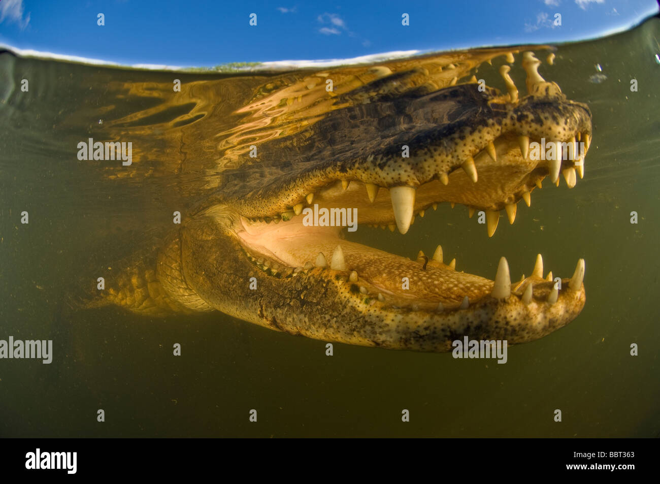 American Alligator Alligator mississippiensis photographed underwater