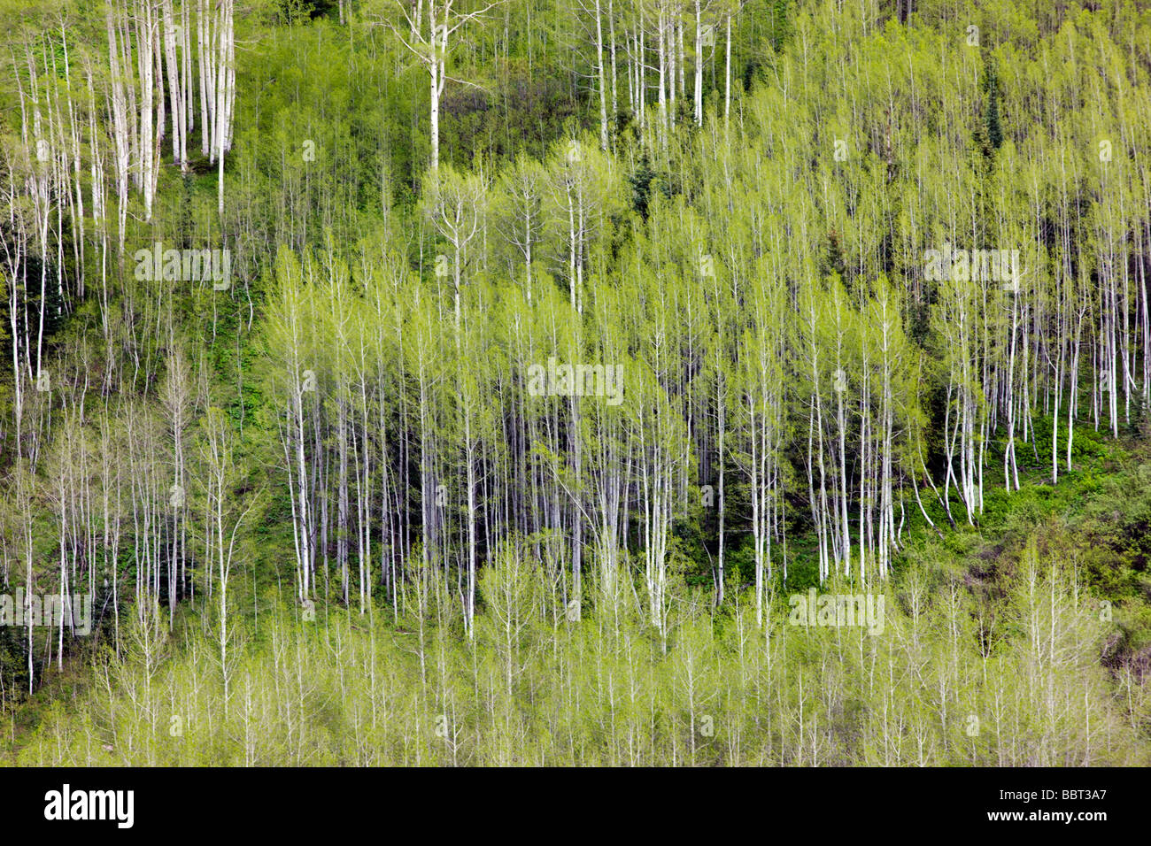 Aspen trees create color and patterns on the mountainsides in the Maroon Bells Snowmass Wilderness Area near Aspen Colorado USA Stock Photo