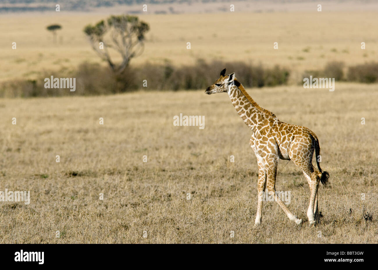 Young giraffe - Masai Mara National Reserve, Kenya Stock Photo
