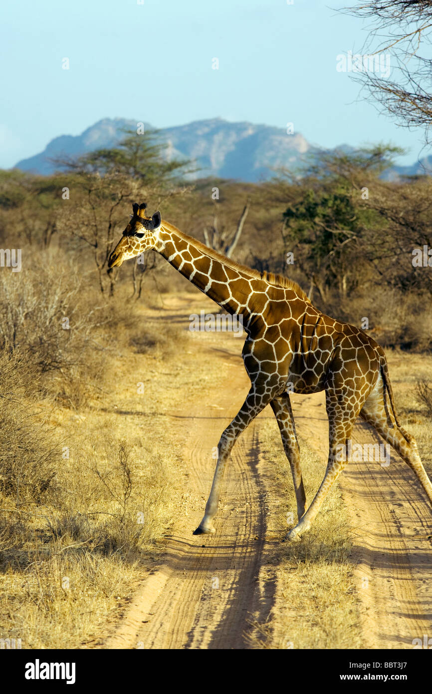Reticulated Giraffe crossing dirt road - Samburu National Reserve