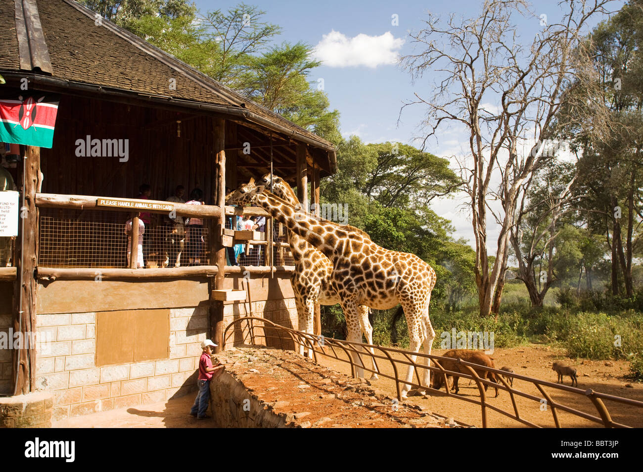 People feeding giraffes - Giraffe Centre - Nairobi, Kenya Stock Photo