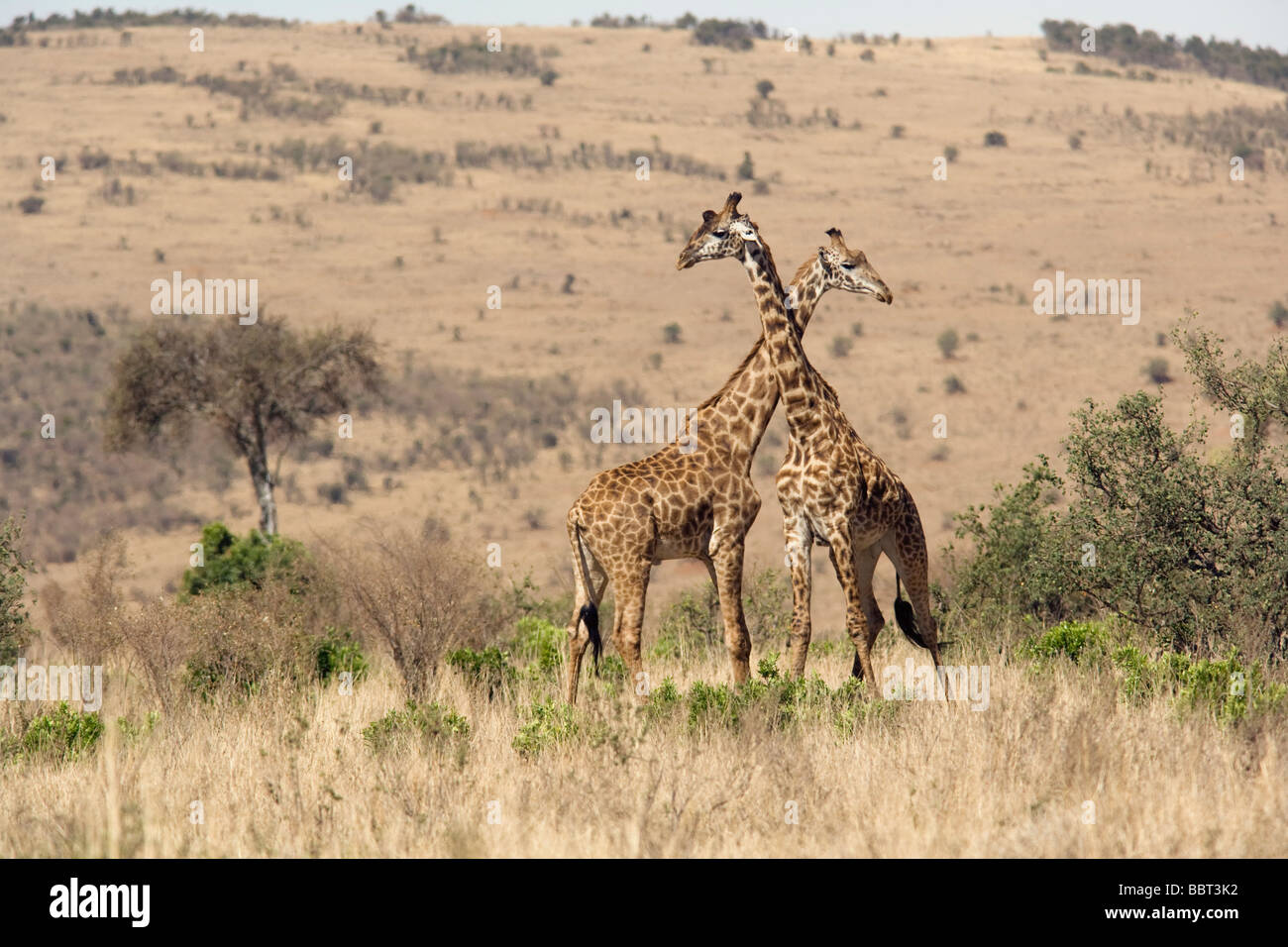 Masai Giraffes - Masai Mara National Reserve, Kenya Stock Photo