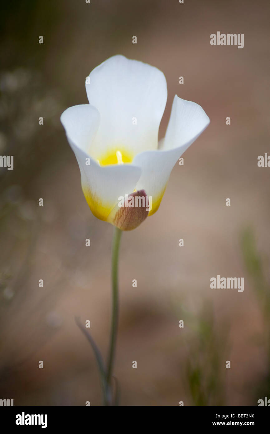 Sego Lily in the desert of western Colorado USA Stock Photo Alamy