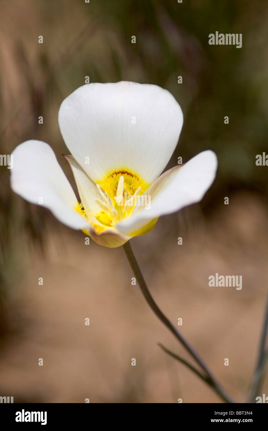 Sego Lily in the desert of western Colorado USA Stock Photo