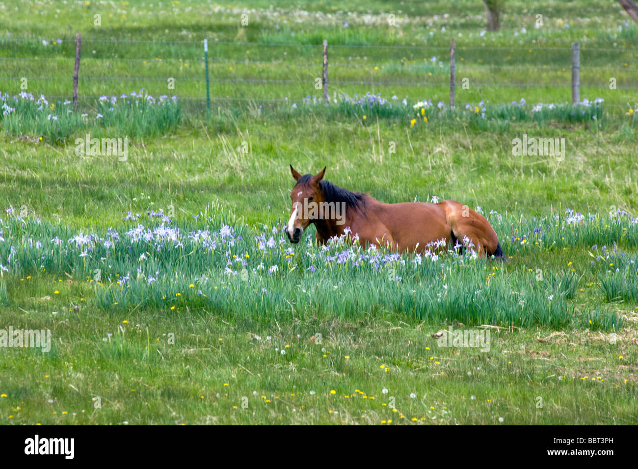 A horse bedded down in a pasture of wild irises east of Gunnison Colorado USA Stock Photo