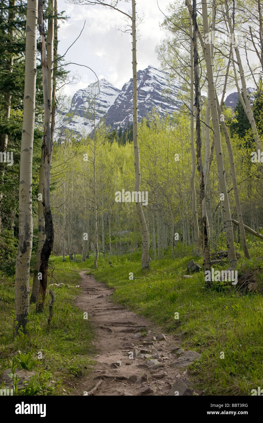 Hiking trail through the aspen forest Maroon Peaks, Maroon Bells