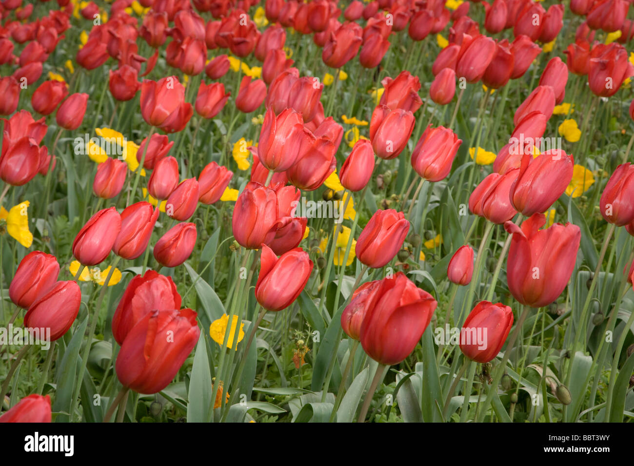 Queen Wilhelmina Tulip Garden Golden Gate Park San Francisco Stock Photo Alamy