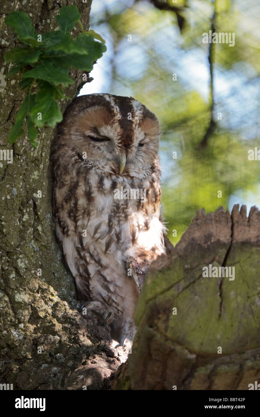 Tawny Owl (Strix aluco) sleeping against a tree during the daytime Stock Photo