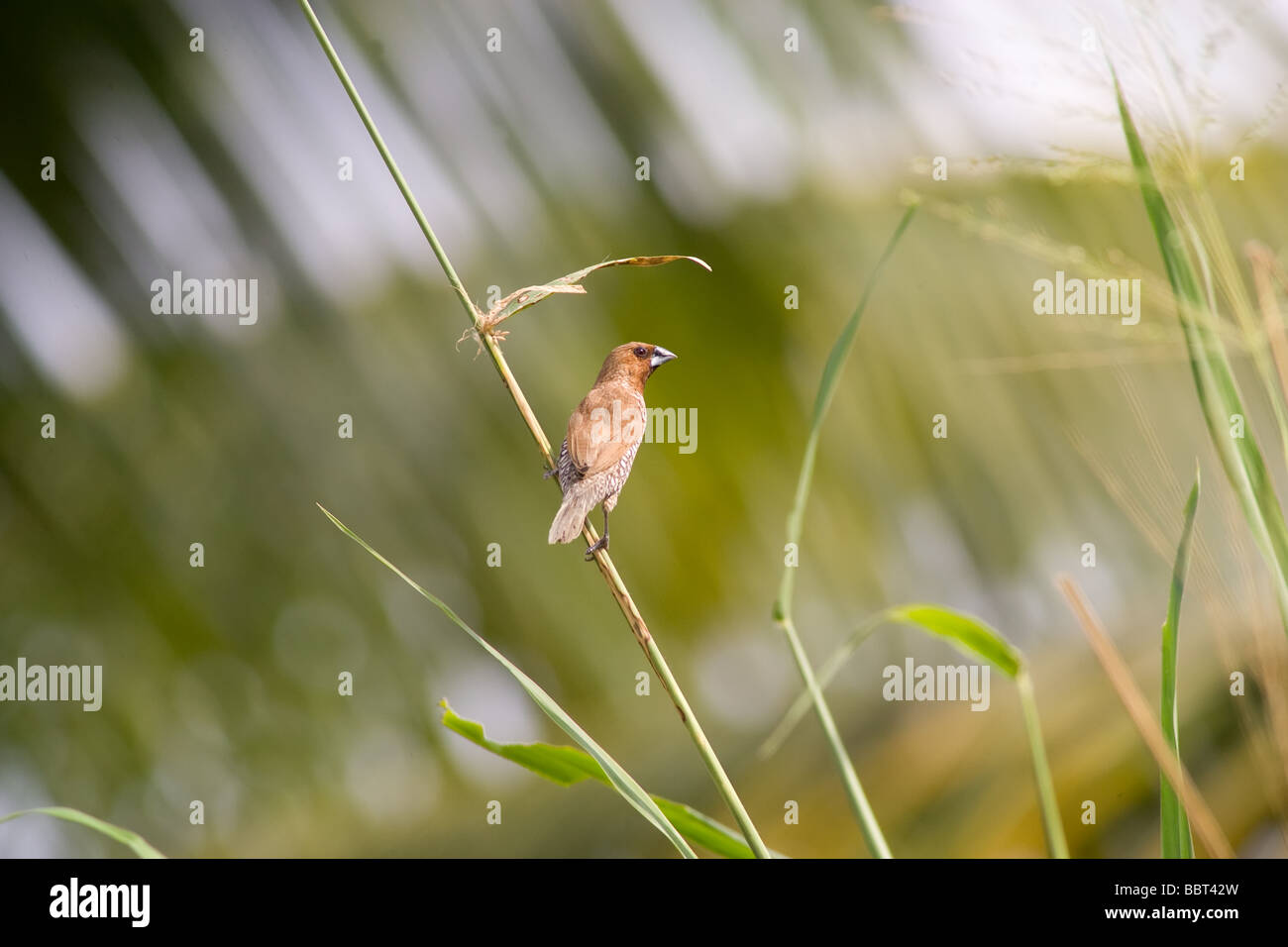 A common bird as seen in Malaysian tropical rainforests Stock Photo