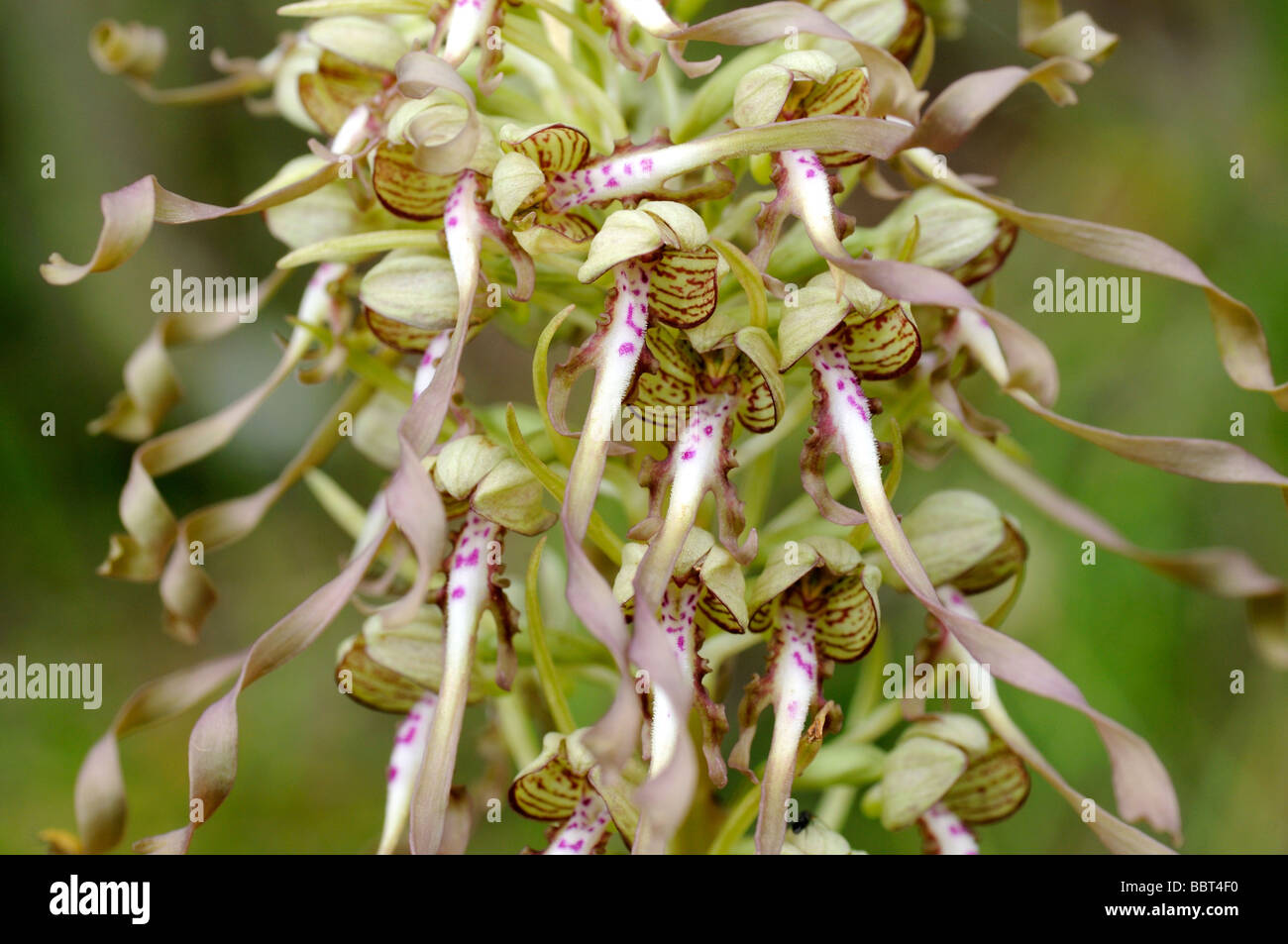 Lizard Orchid, Himantoglossum hircinum, Orchid Stock Photo