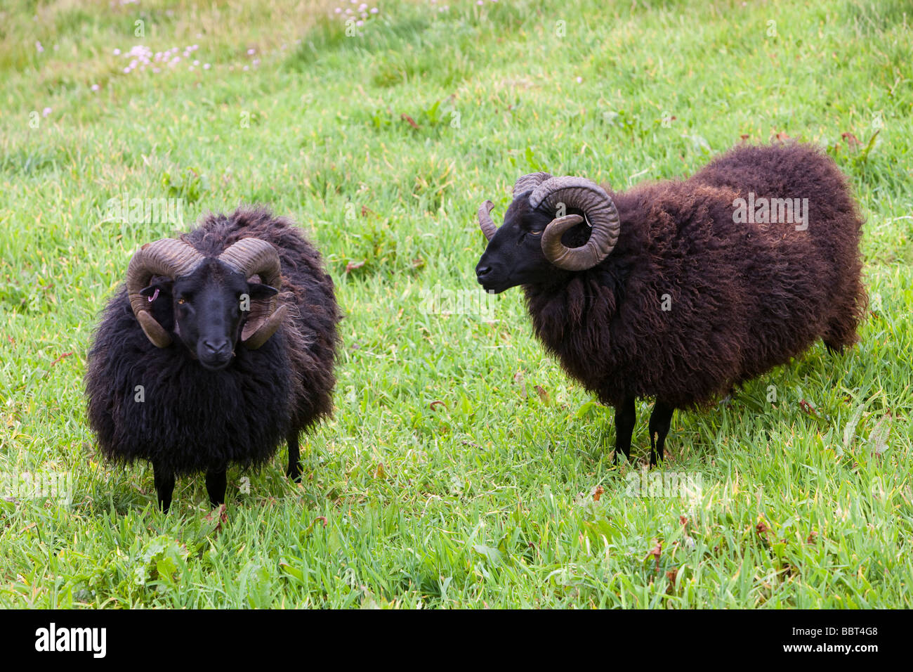 Soay sheep hi-res stock photography and images - Alamy