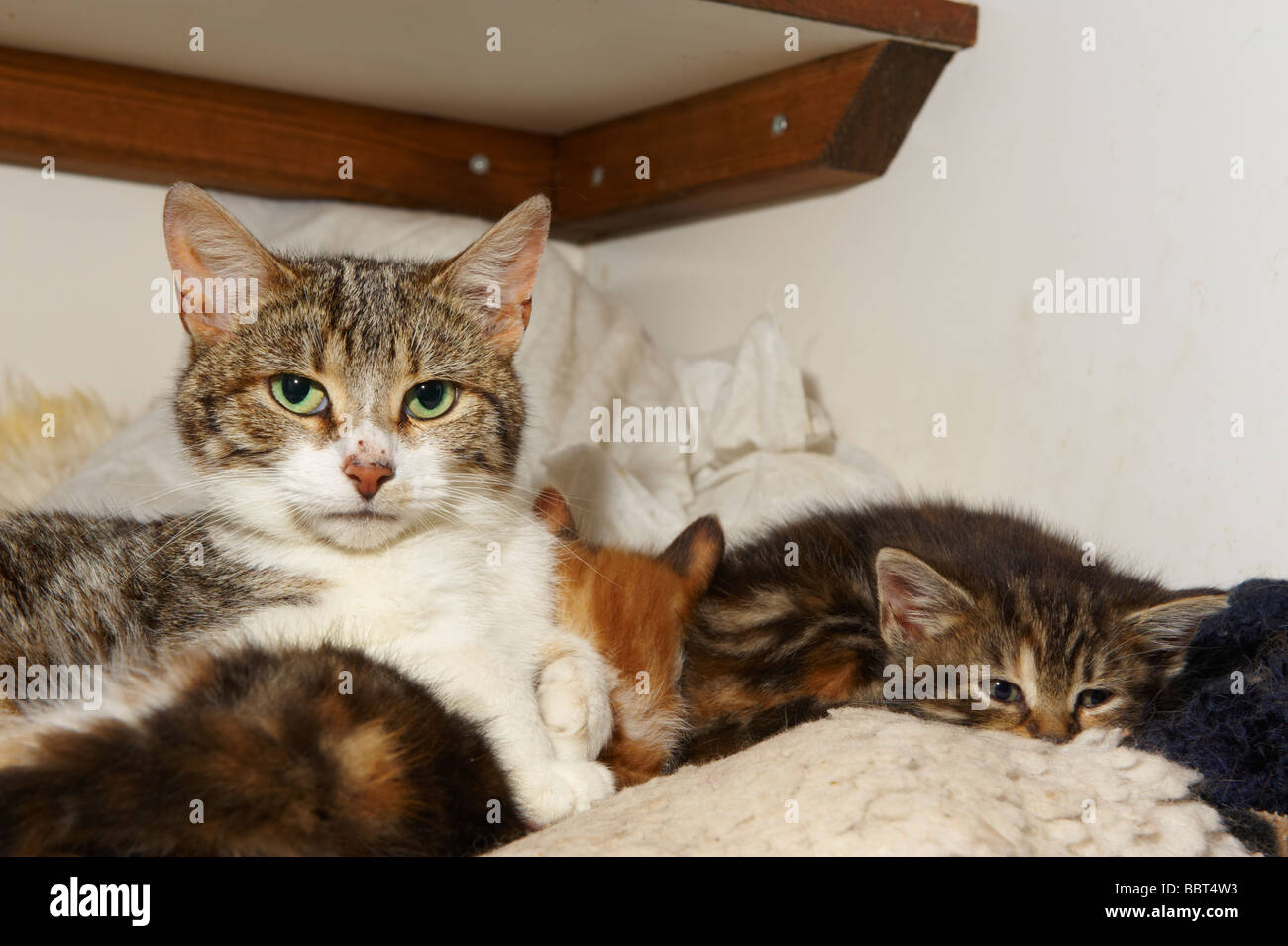 Female cat queen with young kittens in her care Stock Photo