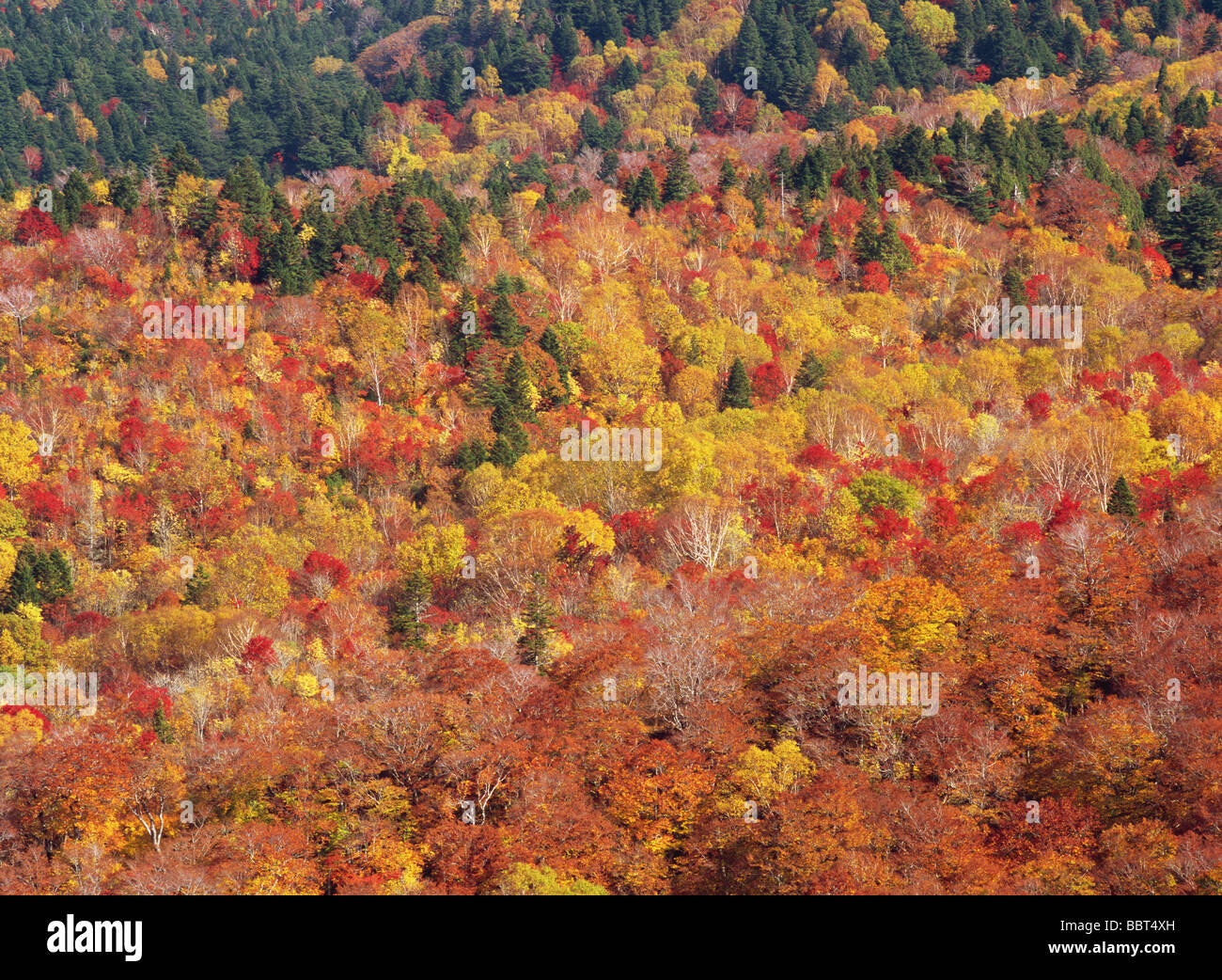 Autumnal trees in forest Stock Photo - Alamy