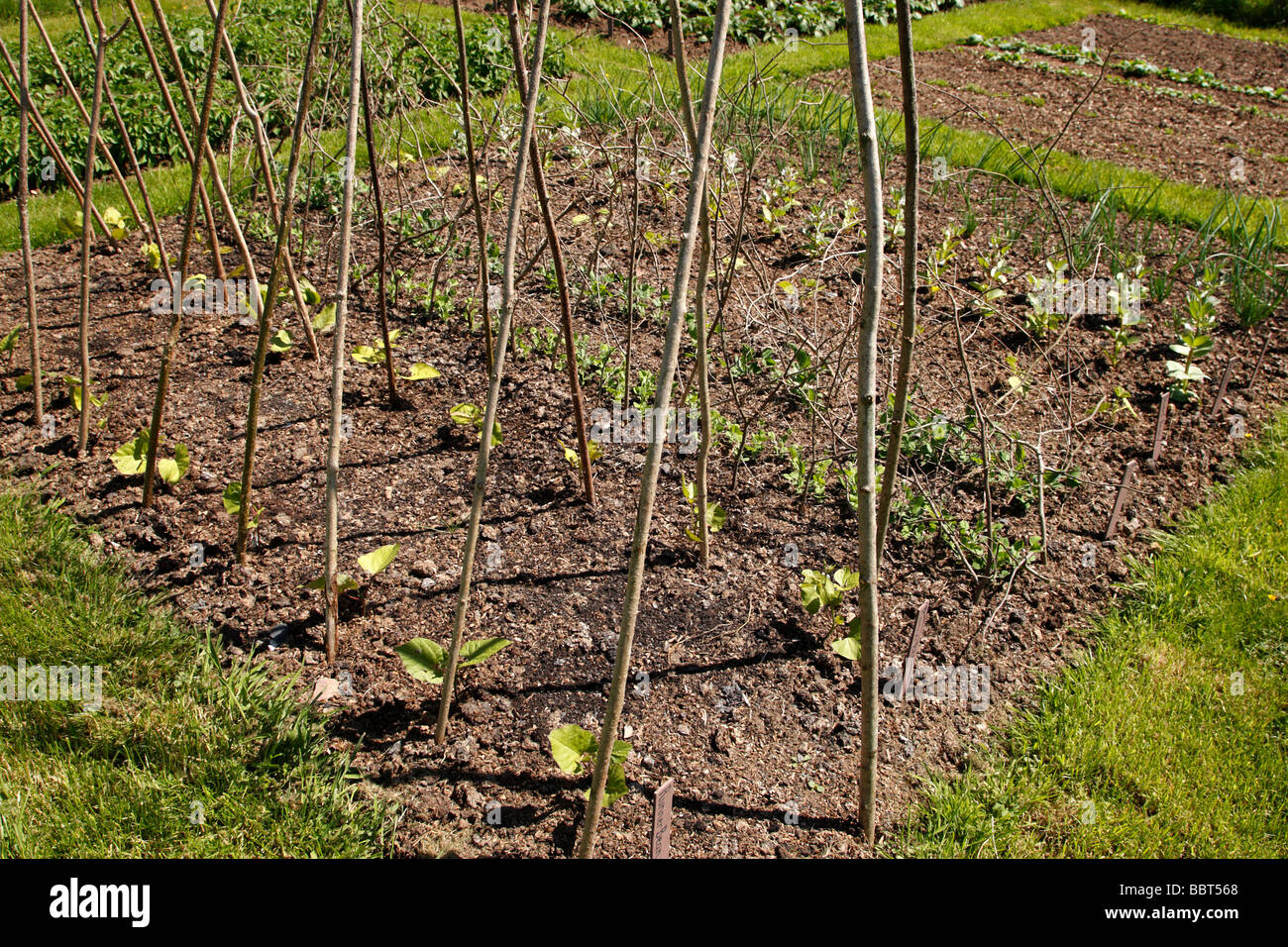 small vegetable patch with support for runner beans in the foreground worcestershire uk Stock Photo