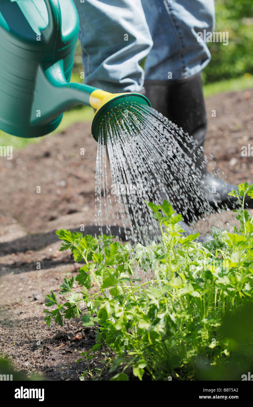 Watering parsley with plastic watering can Stock Photo