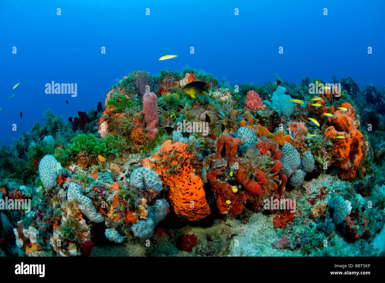 Coral Reef in Palm Beach County, FL. Bathed by the strong current, the reefs here are healthy, but are threatened by pollution Stock Photo