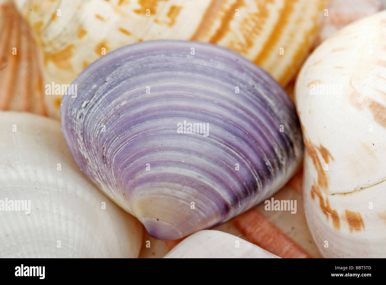 great image of some sea shells at the beach Stock Photo