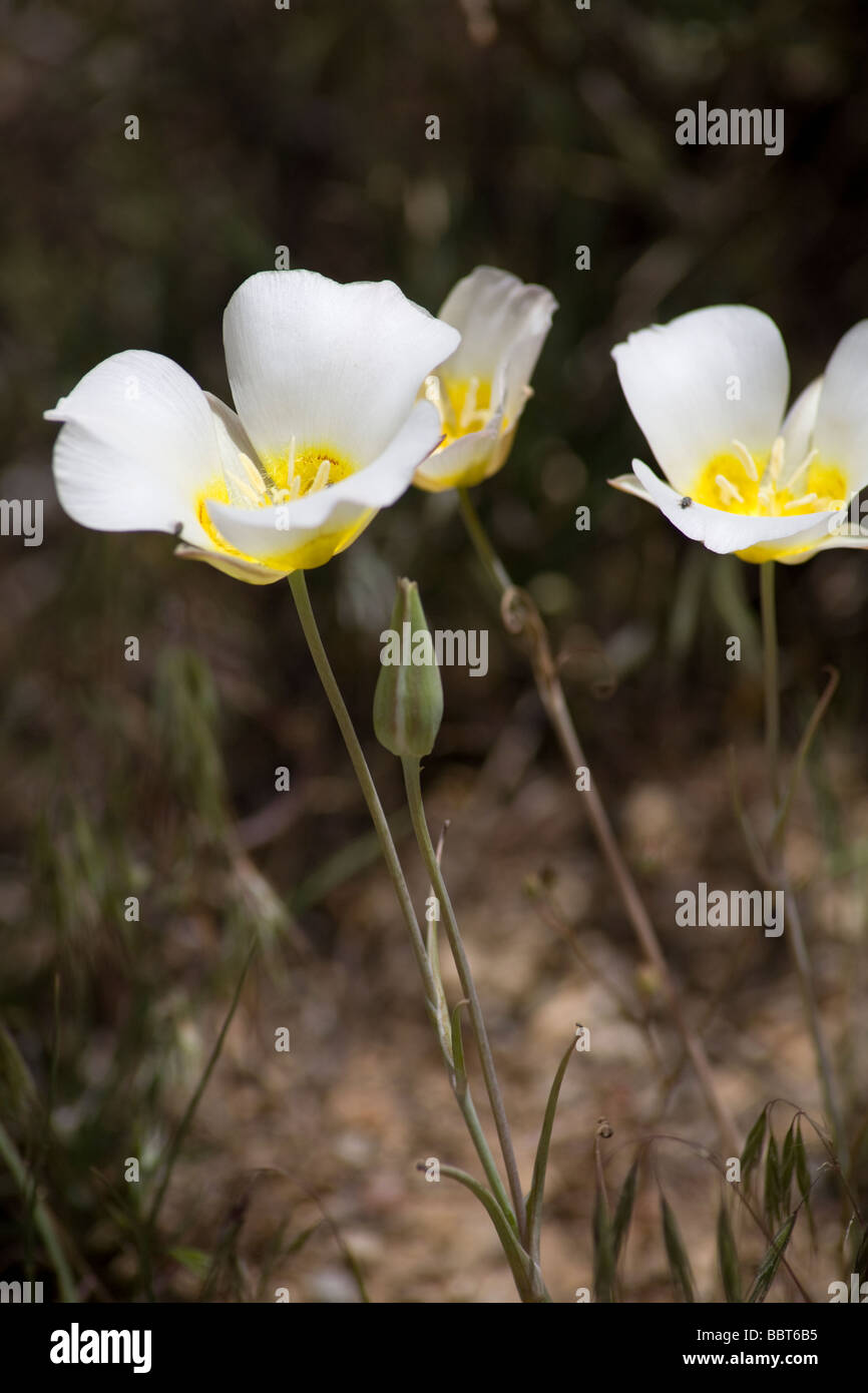 Sego Lily in the desert of western Colorado USA Stock Photo Alamy