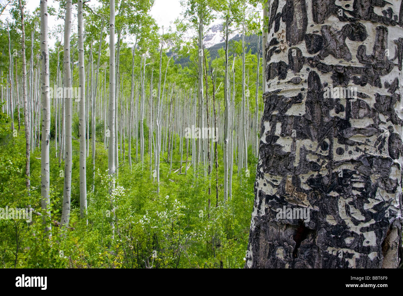 Grafitti on the white bark of an Aspen tree in springtime Independence Pass Road Collegiate Peaks region Pitkin County Colorado Stock Photo