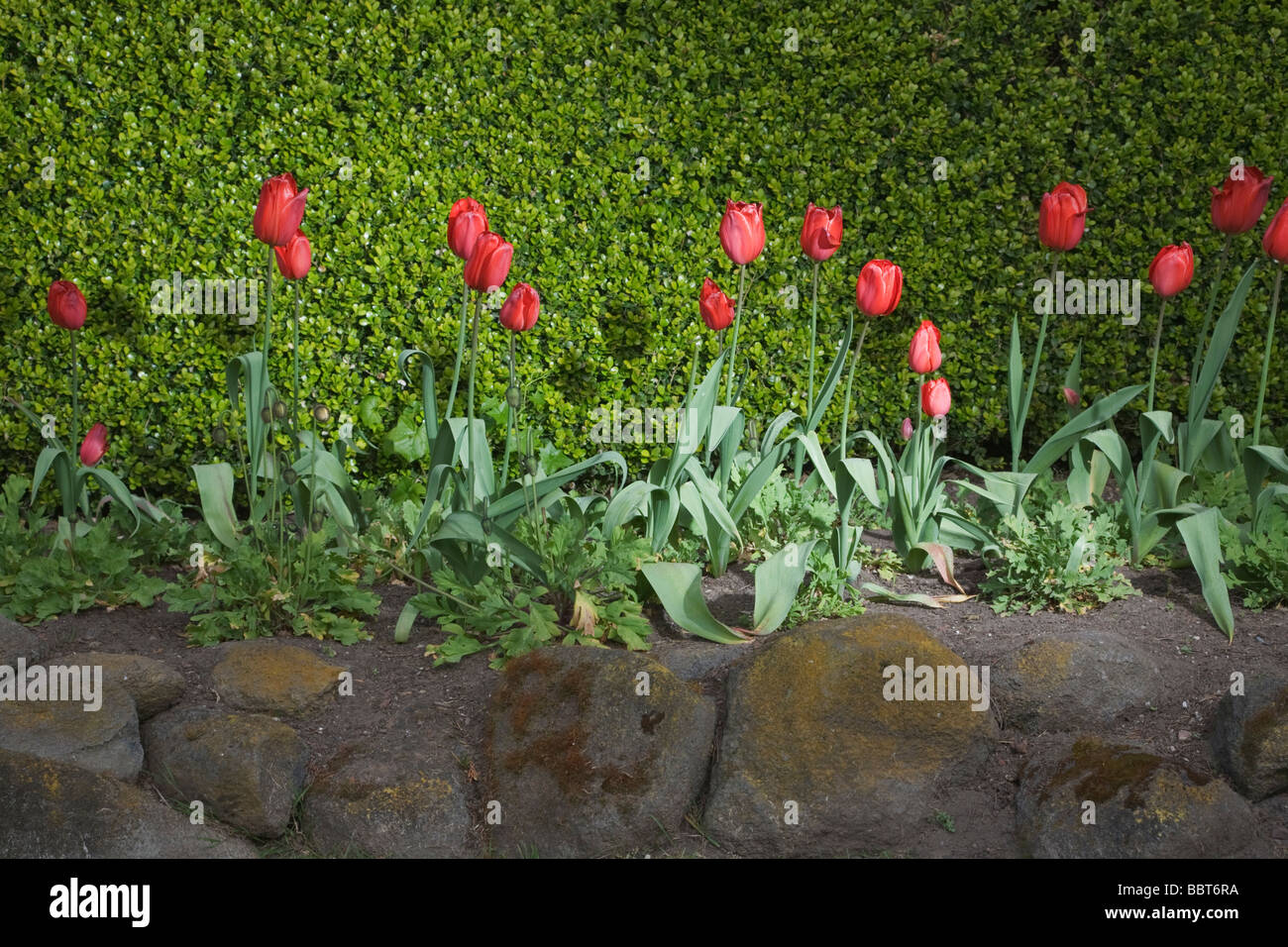 Queen Wilhelmina Tulip Garden Golden Gate Park San Francisco Stock Photo Alamy Queen Wilhelmina Tulip Garden Golden Gate Park San Francisco Stock Photo Alamy