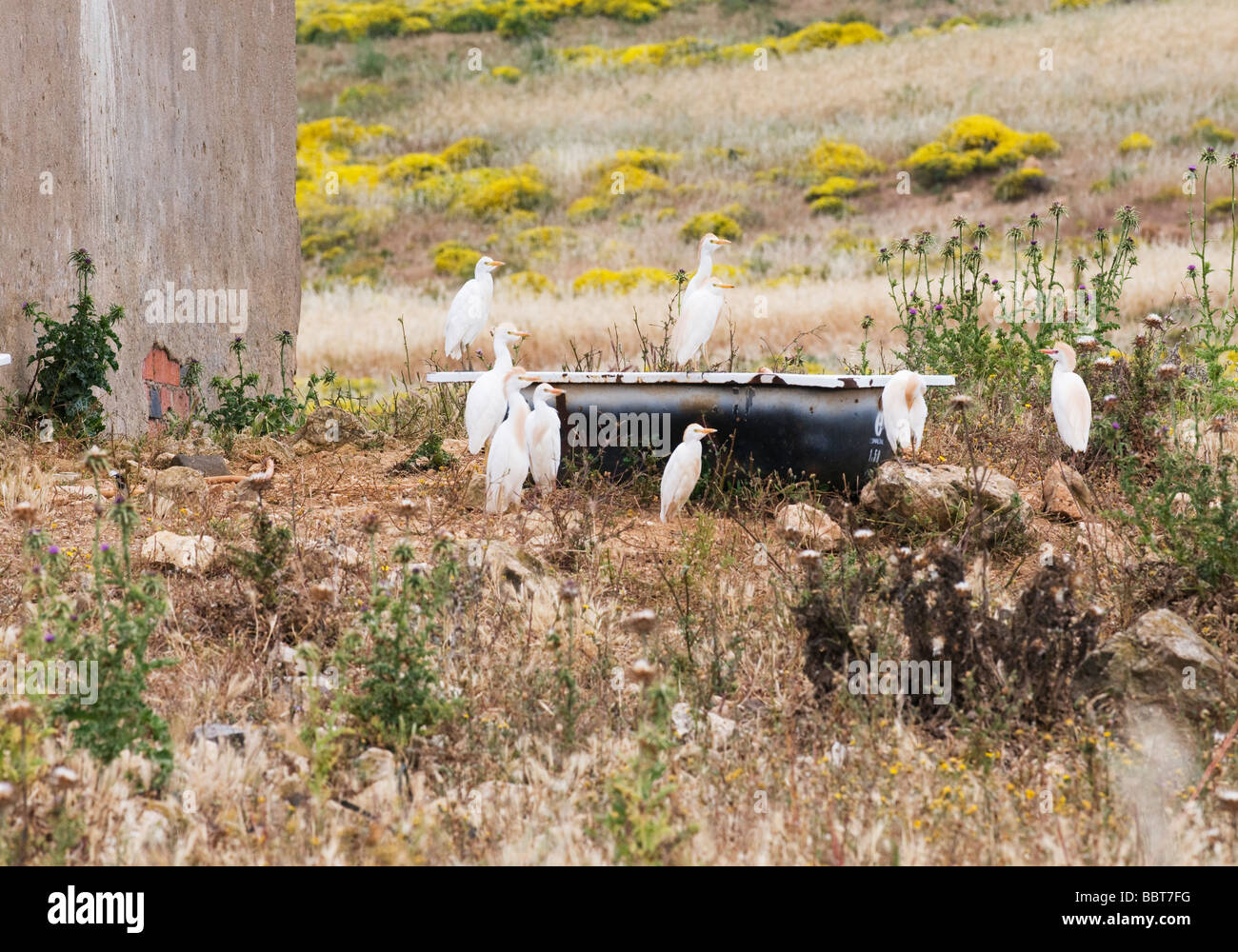 A number of cattle egrets congregating near an abandoned bath tub left near an empty farmhouse property in the Algarve, Portugal Stock Photo