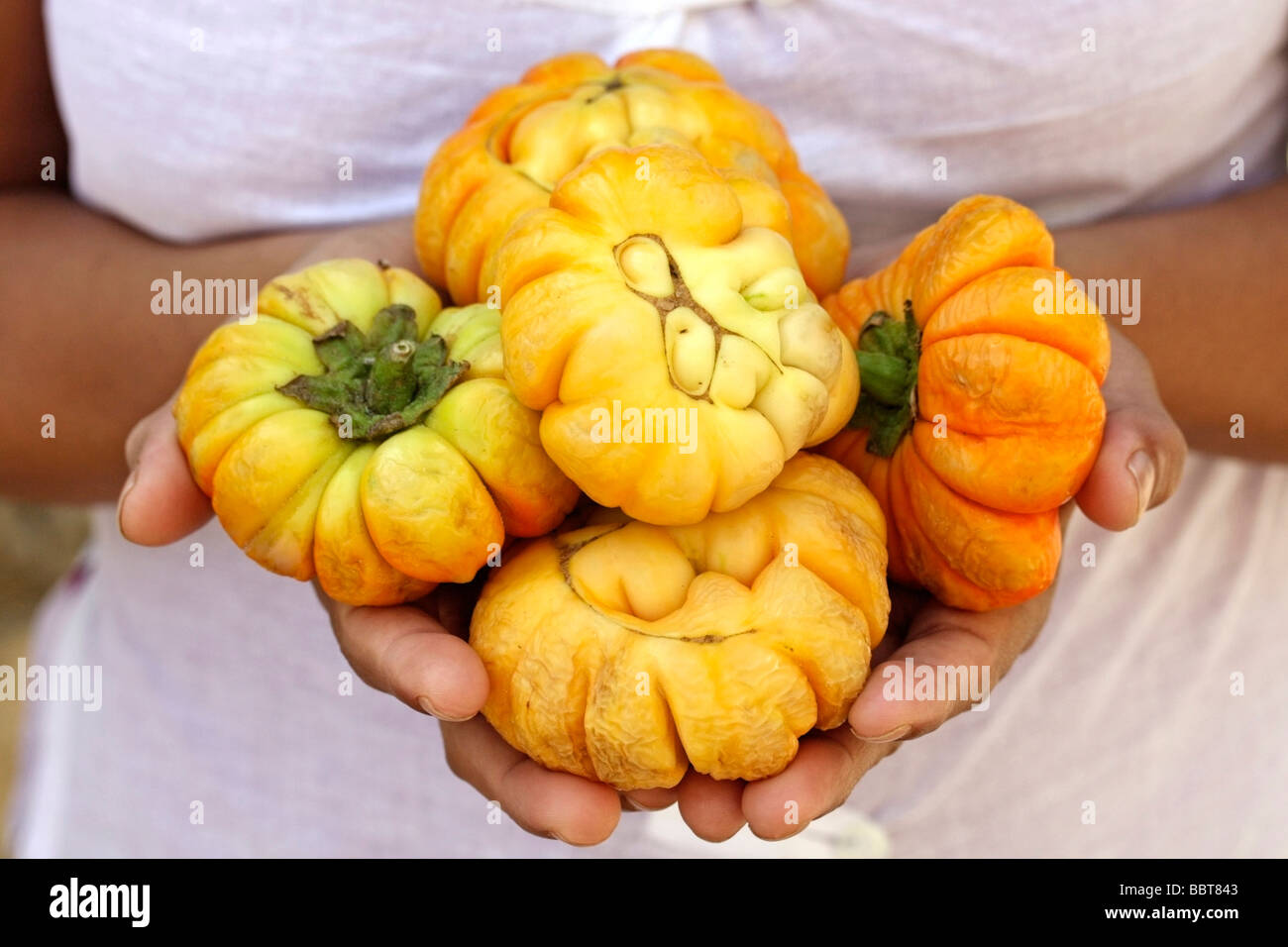 African eggplant. (Solanum aethiopicum) Stock Photo