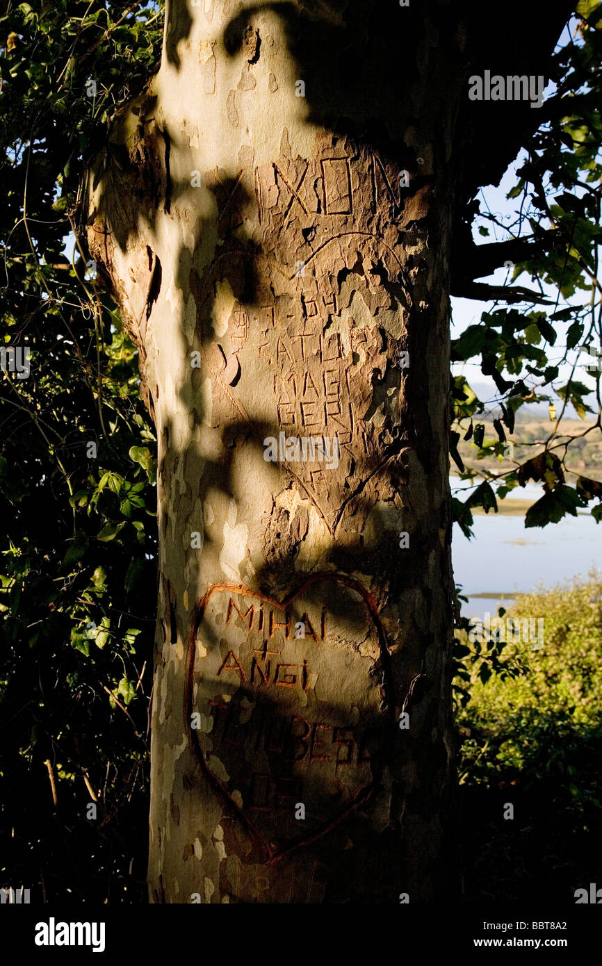 Arbol con un Corazon Marcado Marked Tree with a Heart Stock Photo