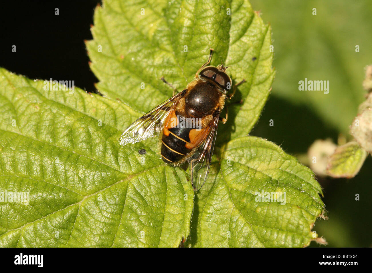 Macro Detail of Hover Fly Eristalis spp basking in Sunshine -Syrphidae Stock Photo
