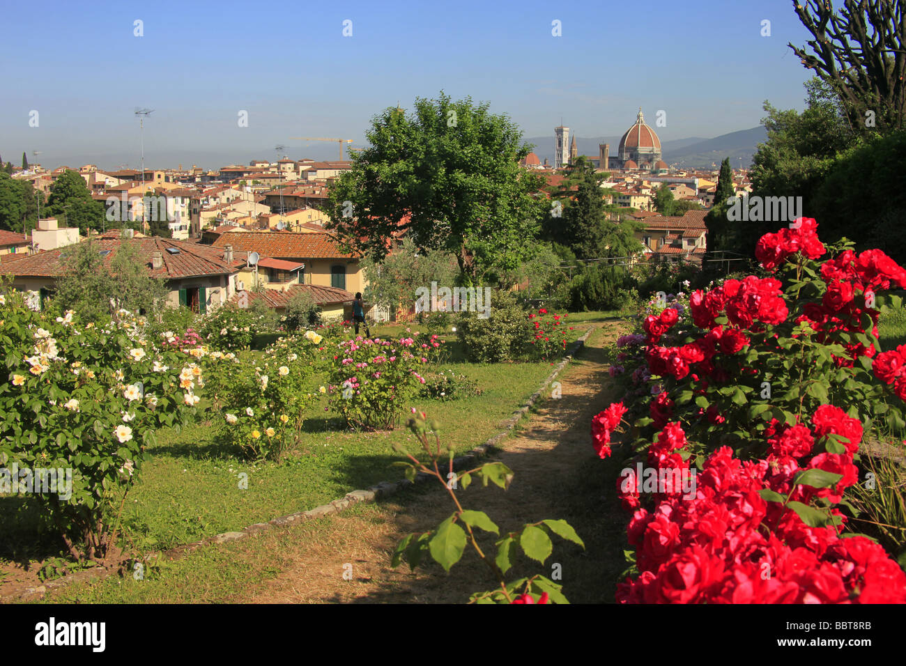 Rose garden, Florence,Tuscany,Italy Stock Photo Alamy