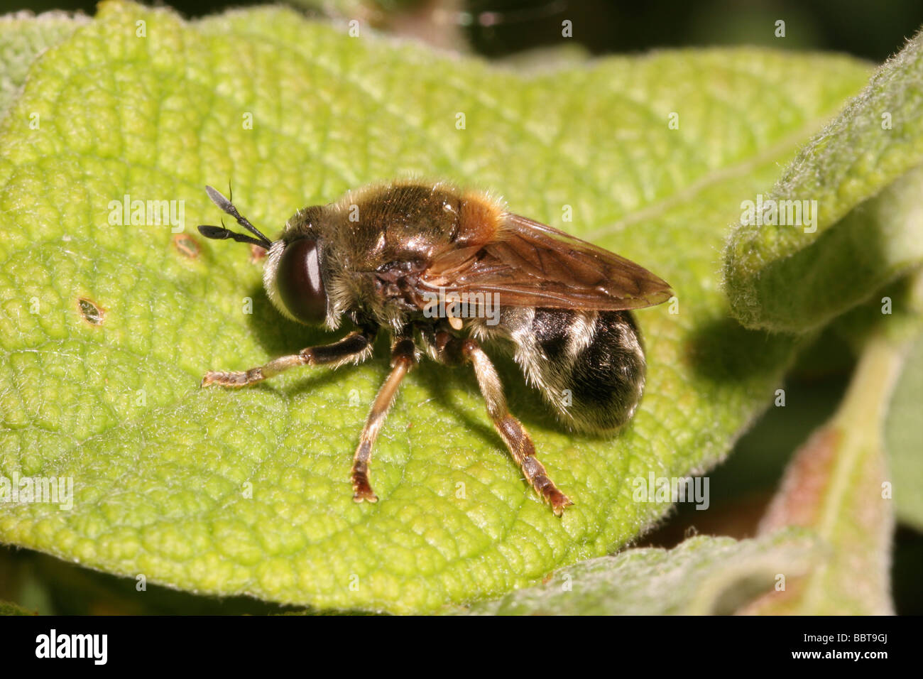 Hoverfly Microdon mutabilis Syrphidae in a moorland bog UK Stock Photo