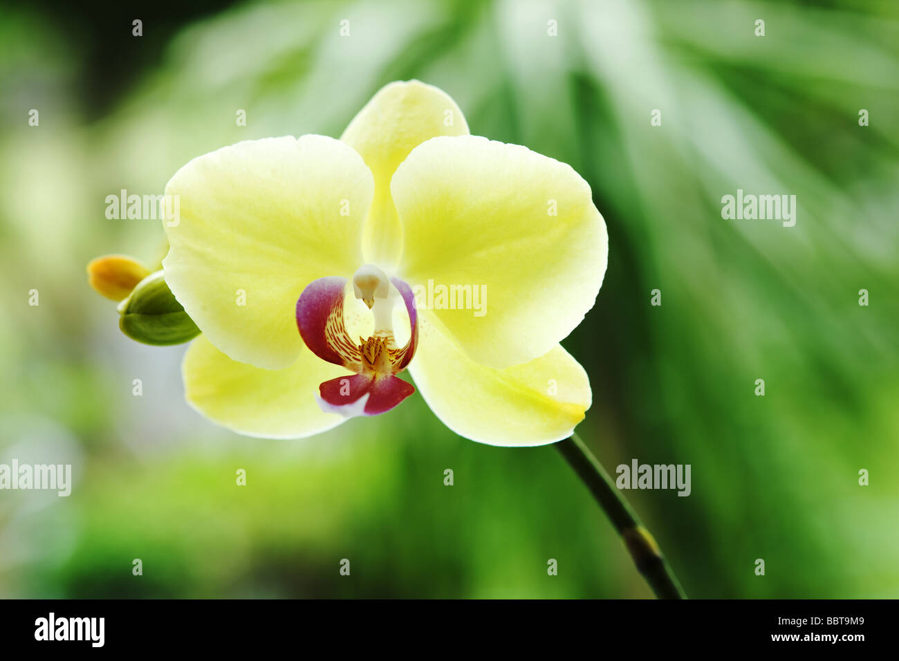 Yellow flower with red pistil Stock Photo