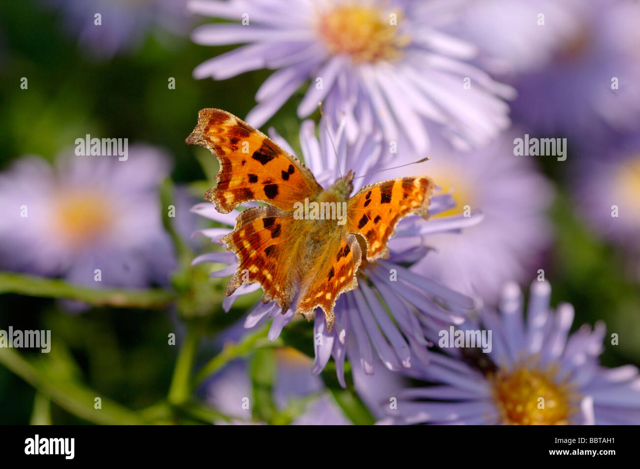 Comma Polygonia c album On Aster Photographed in UK Stock Photo