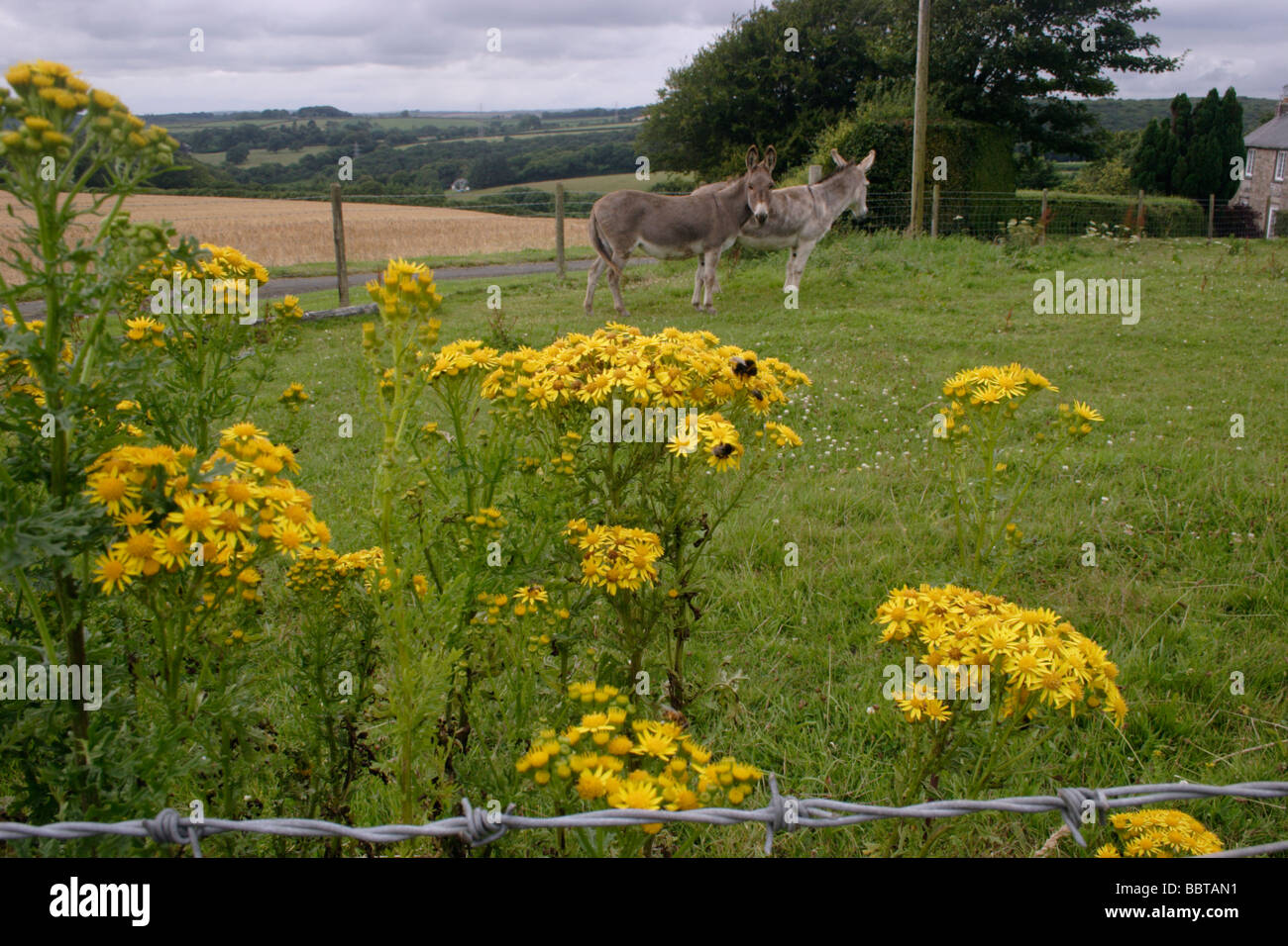 Common ragwort Senecio jacobaea Asteraceae in a field with donkeys UK ...