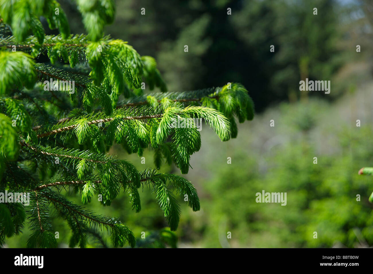 Scots Fir Tree, Forest nr Inverness, Scottish Highlands Stock Photo