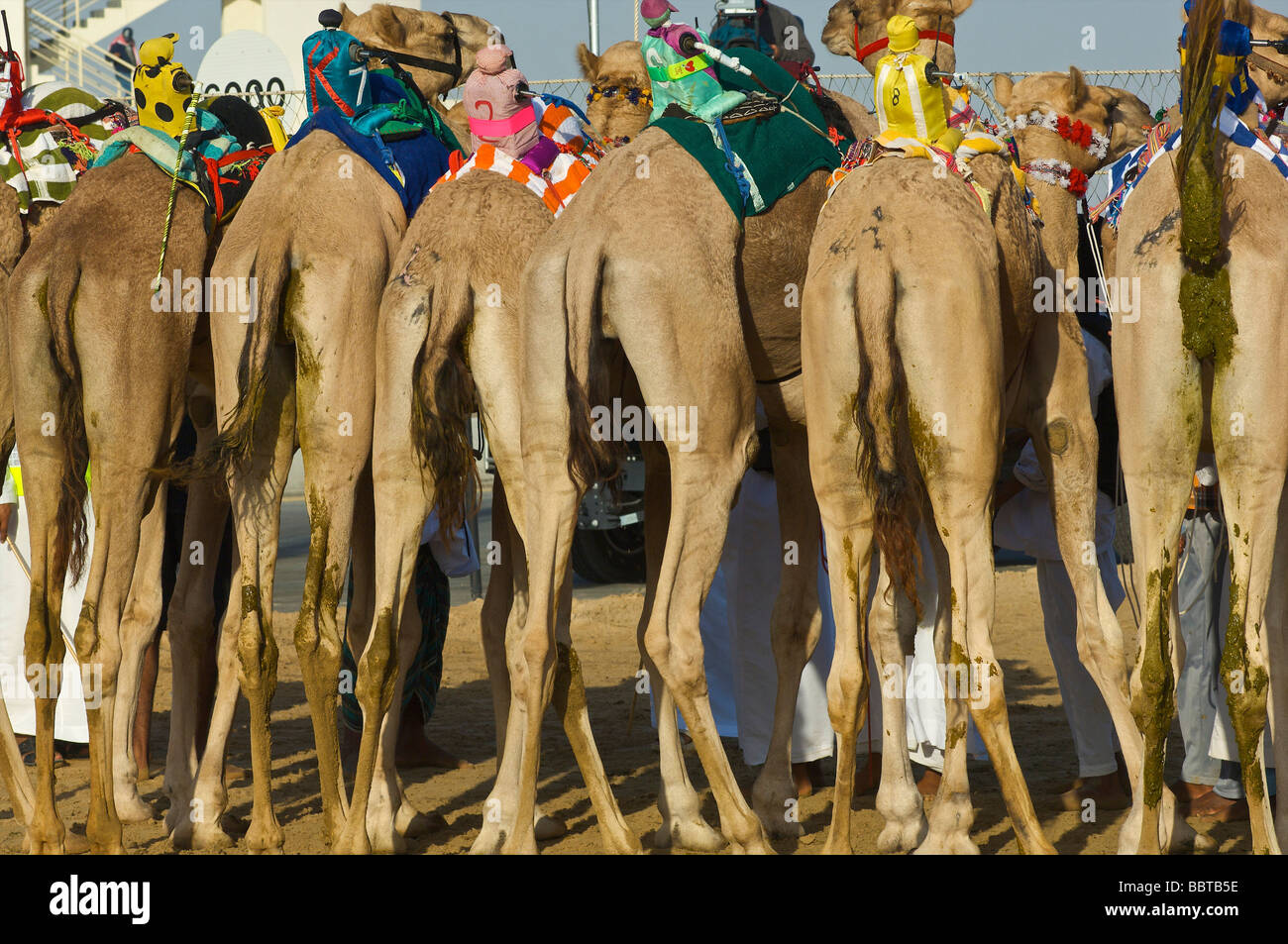 Dubai Camel racing with robot jockey Stock Photo