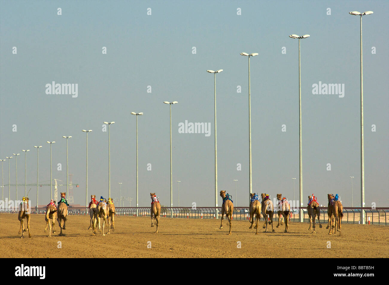 Dubai Camel racing with robot jockey Stock Photo