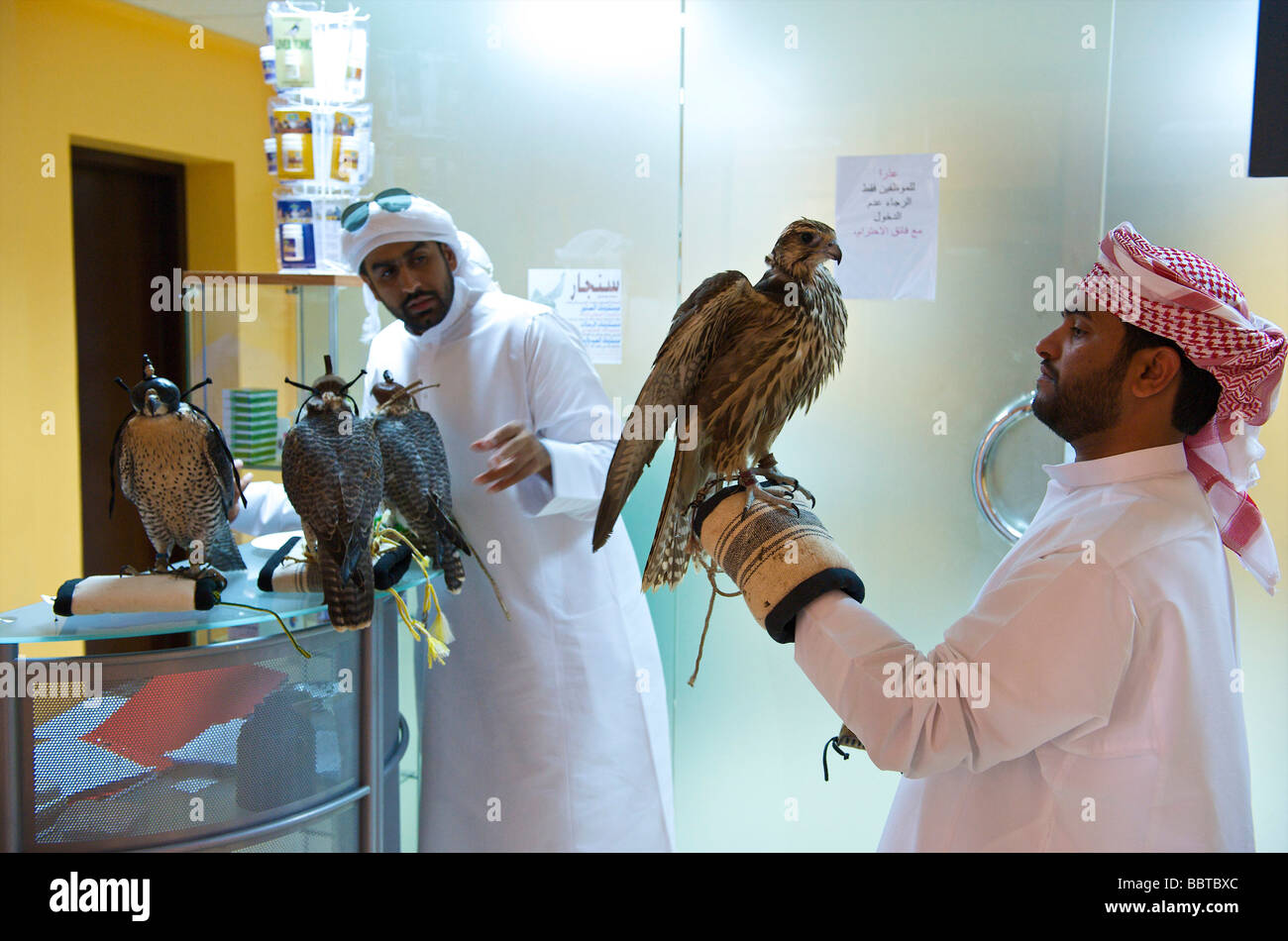 Dubai falcons at the falcon clinic Stock Photo