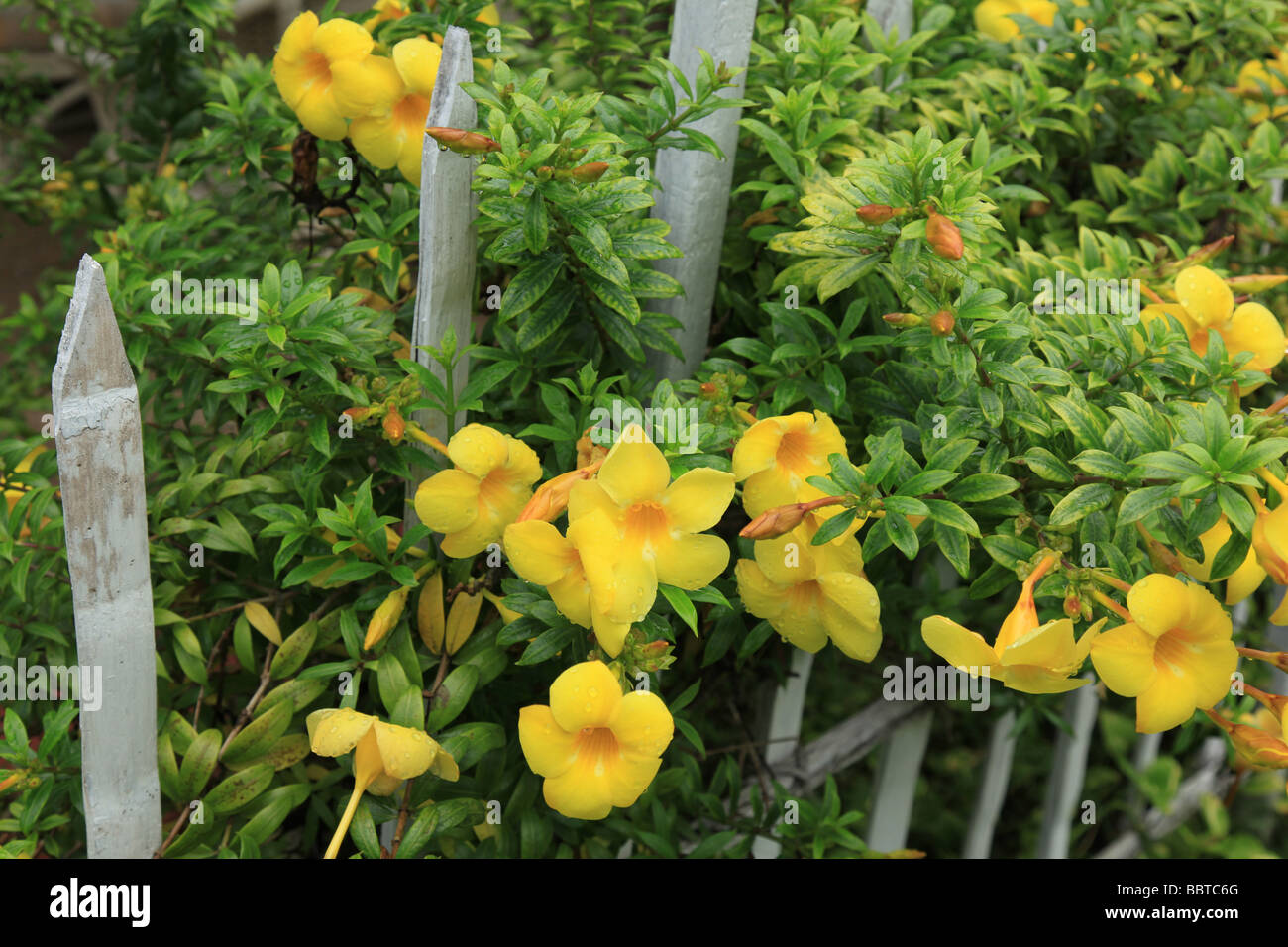 Allamanda cathartica Golden Trumpet yellow flowers Stock Photo