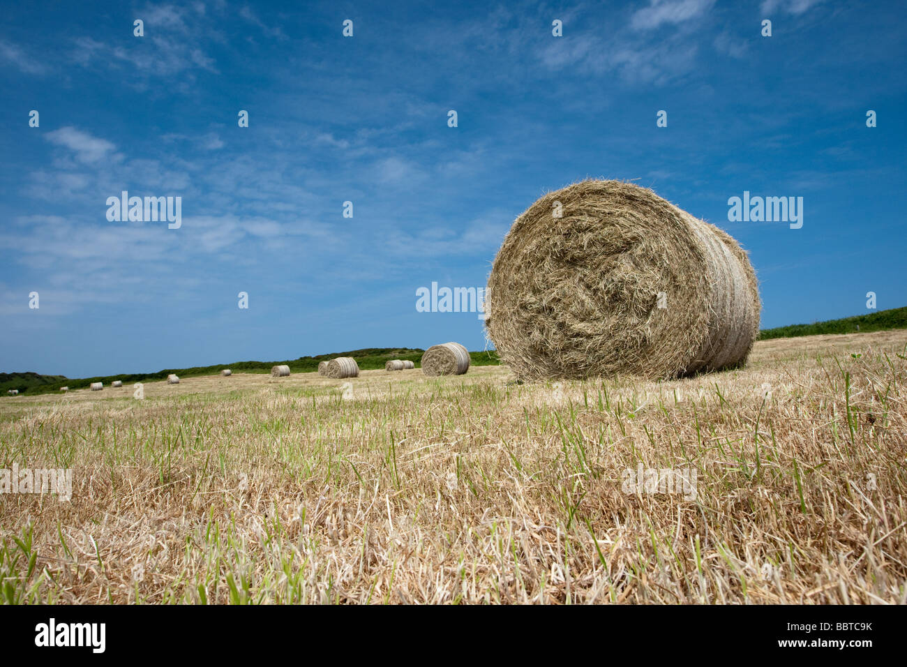 Hay bales in a field Stock Photo