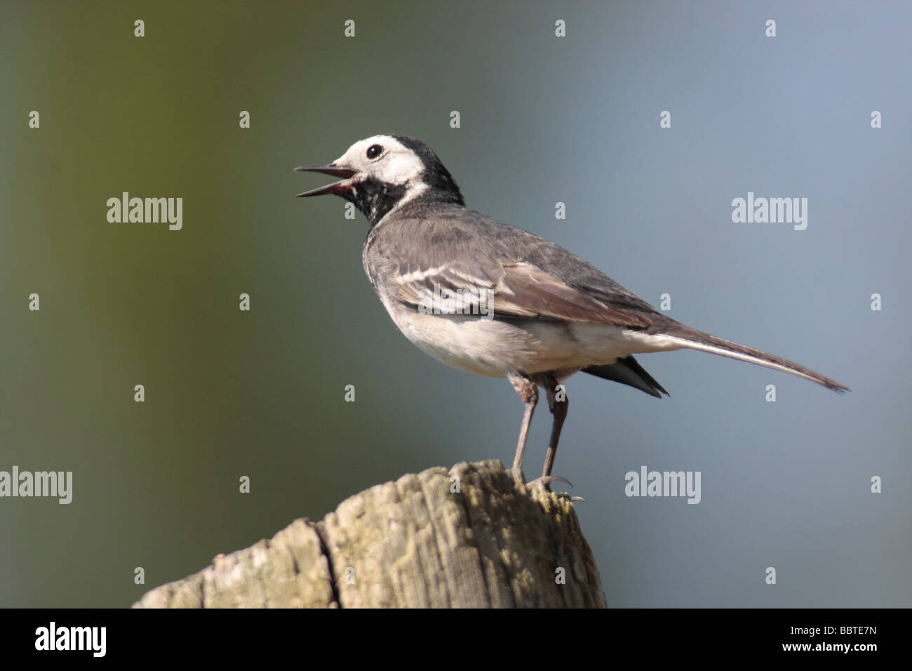 Pied Wagtail. Stock Photo