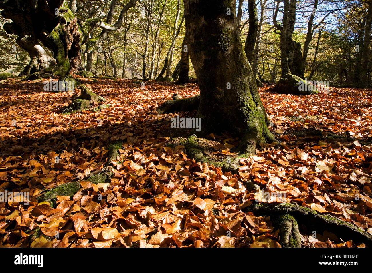 Autumn Leaves in a Forest Picos de Europa Shire of Liebana Cantabria Spain Stock Photo