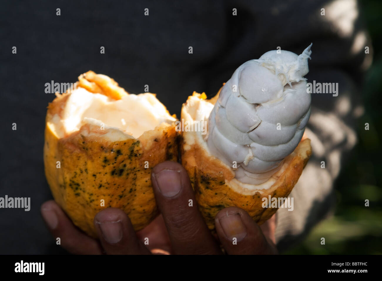 Fruits of kerala hires stock photography and images Alamy