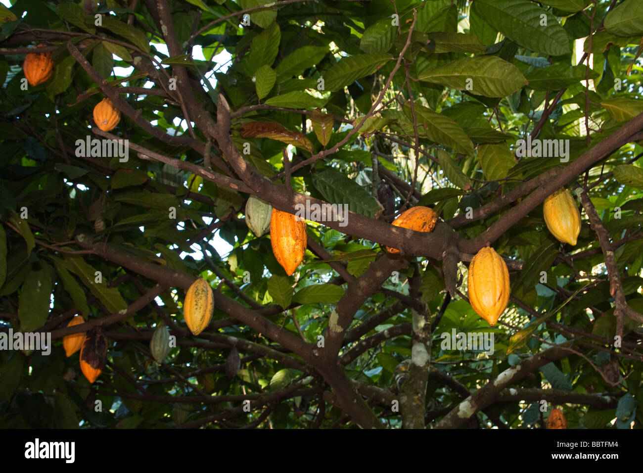 fresh cocoa fruits ripe fruit Stock Photo