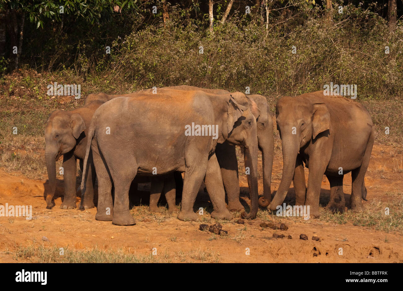 India Kerala Periyar national park eco tourism wild asian elephants Stock  Photo - Alamy