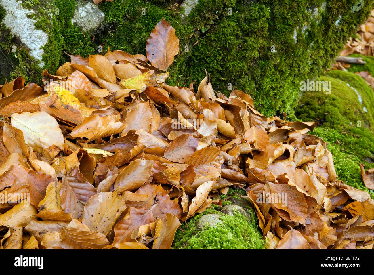 Autumn Leaves in a Forest Picos de Europa Shire of Liebana Cantabria Spain Stock Photo