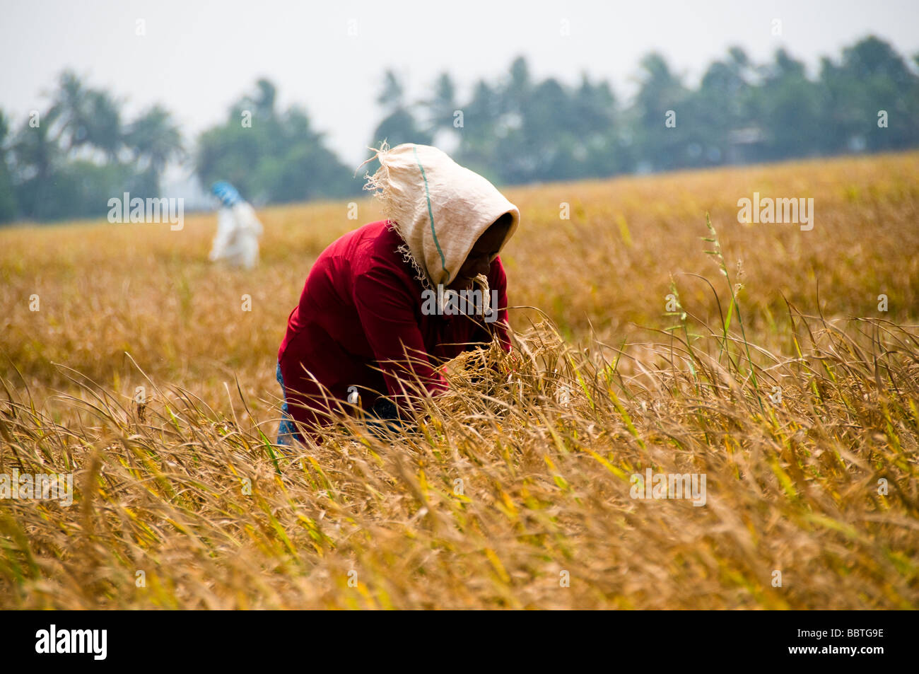 Farming india Stock Photo