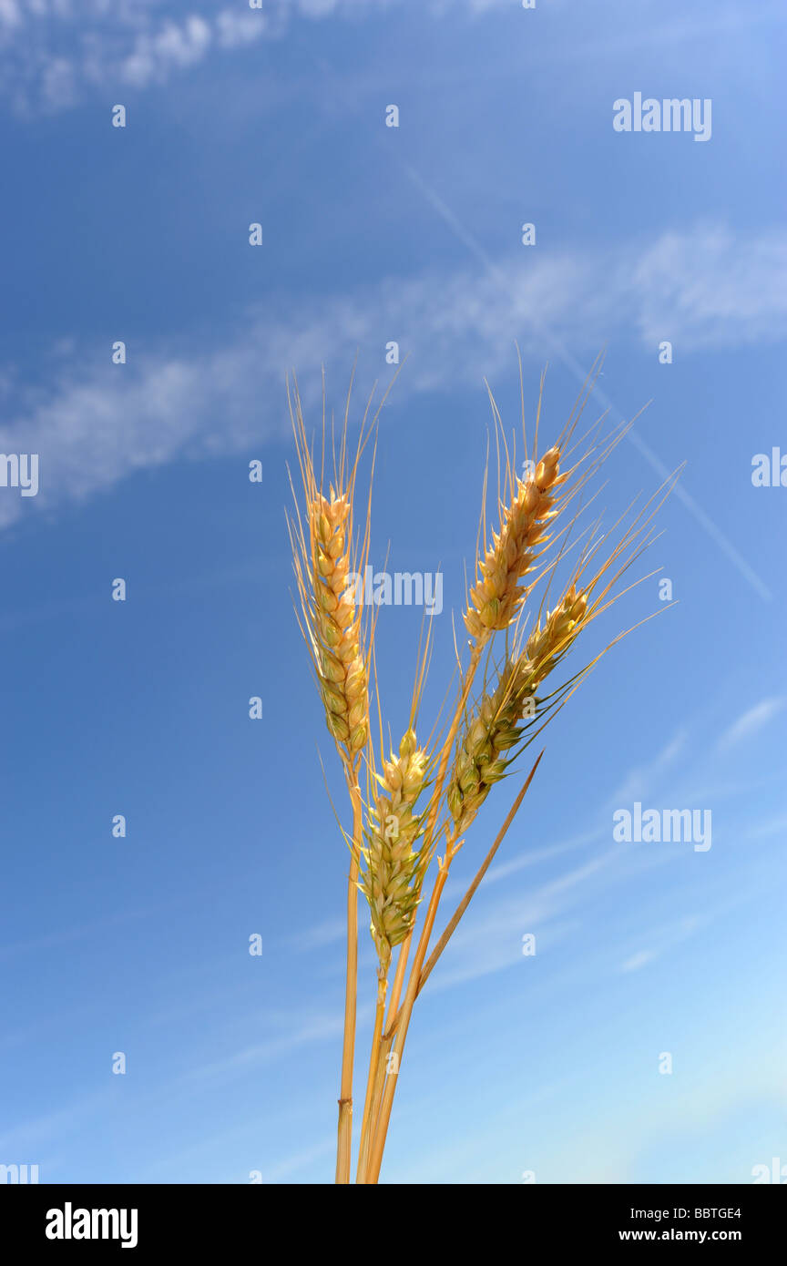 Ears of Barley ripening against a blue sky Stock Photo