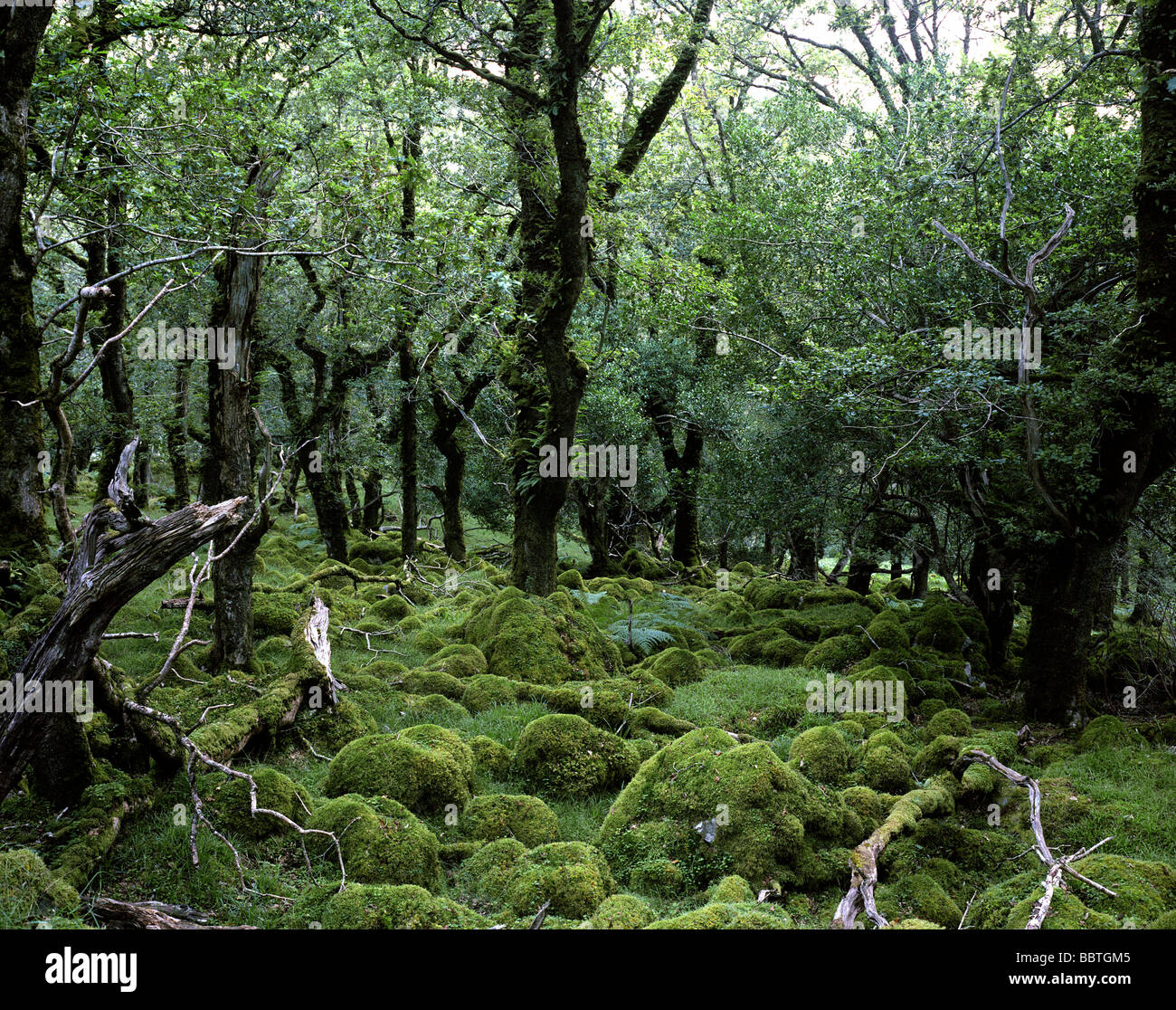 Moss covered oak trees Stock Photo Alamy